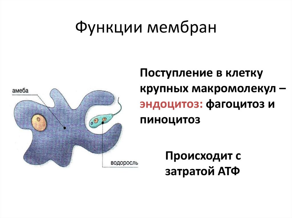 3 функции мембраны