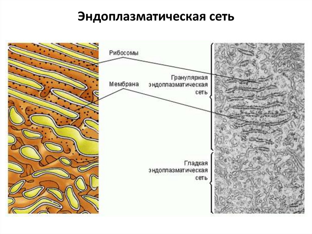 Шероховатая эпс участвует в синтезе. Строение эндоплазматической мембраны. Эндоплазматический ретикулум строение. Эндоплазматическая сеть под микроскопом. Эндоплазматический ретикулум органеллы.