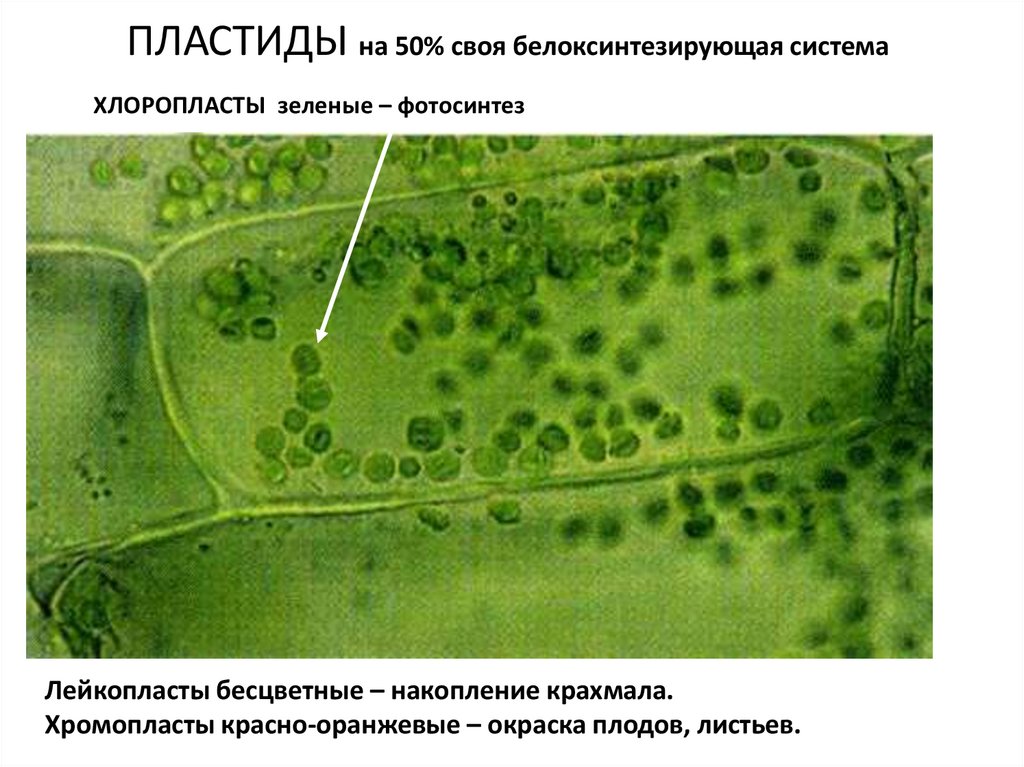 Лейкопластов накапливают. Зеленые пластиды. Лейкопласты в клетках листа традесканции. Белоксинтезирующая система клетки.