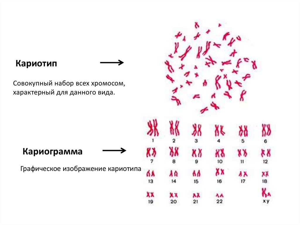 Кариограмма графическое изображение кариотипа то есть числа. Кариограмма хромосом. Кариотип набор хромосом характерных. Кариограмма хромосом лошади. Кариограмма хромосом кролика.