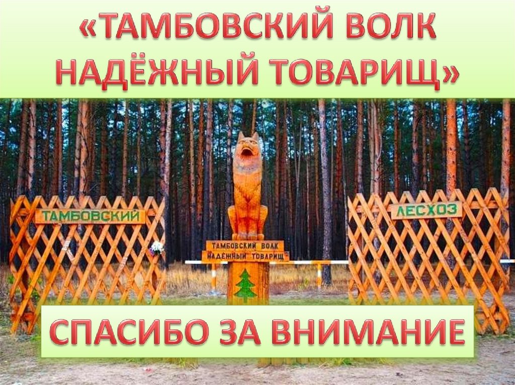 Откуда выражение тамбовский волк. Тамбовский волк. Товарищ - Тамбовский волк тебе товарищ. Тамбовский волк тебе. Тамбовский волк тебе товарищ с поговорками.