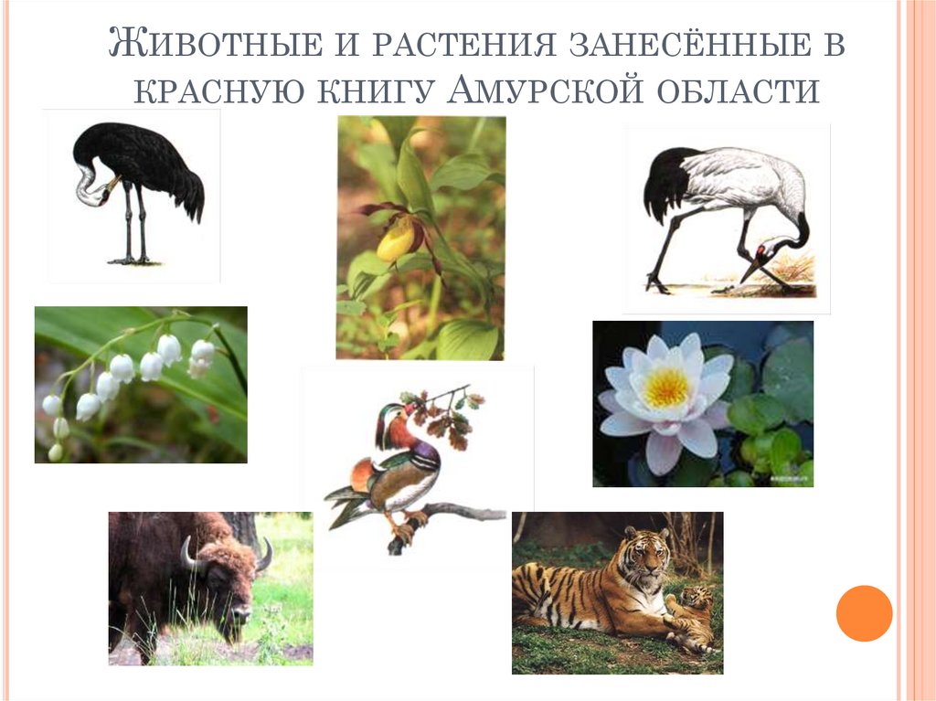 Красная книга природы