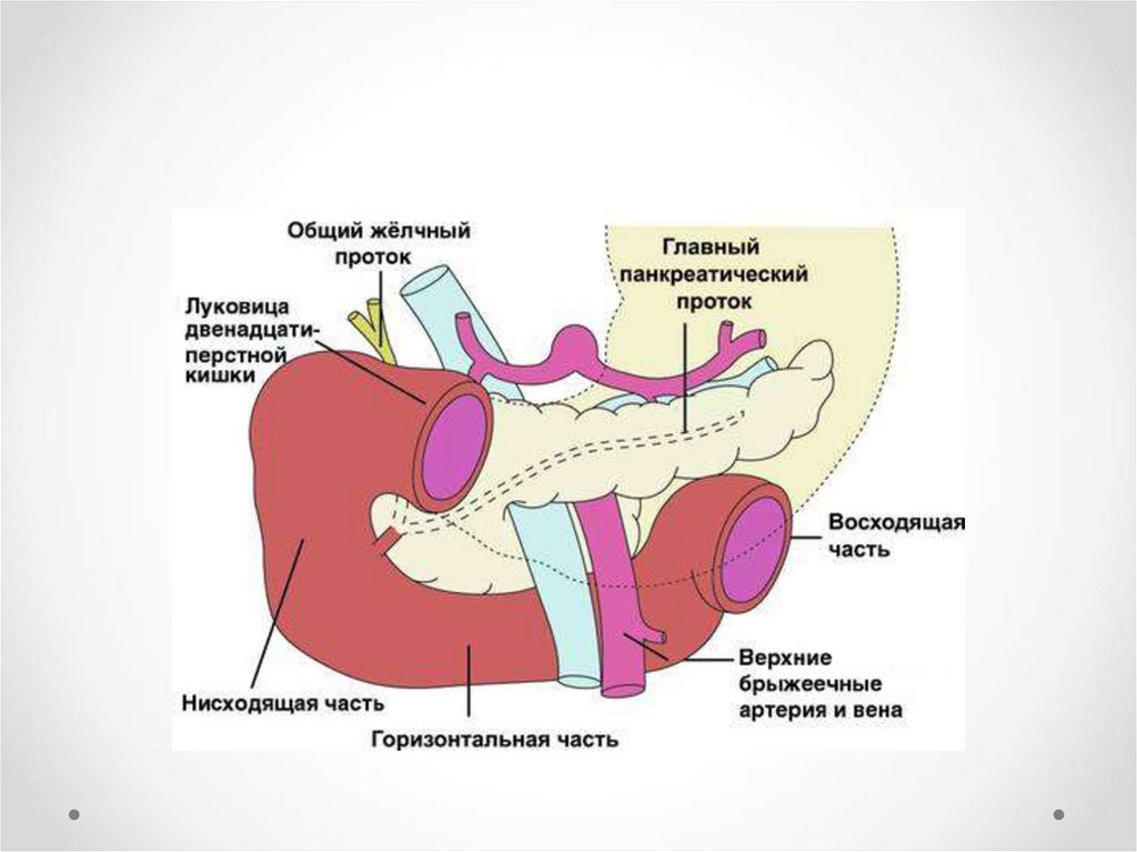 Луковица 12 пк. Физиология Толстого кишечника. Двойное пищеварение у кого.