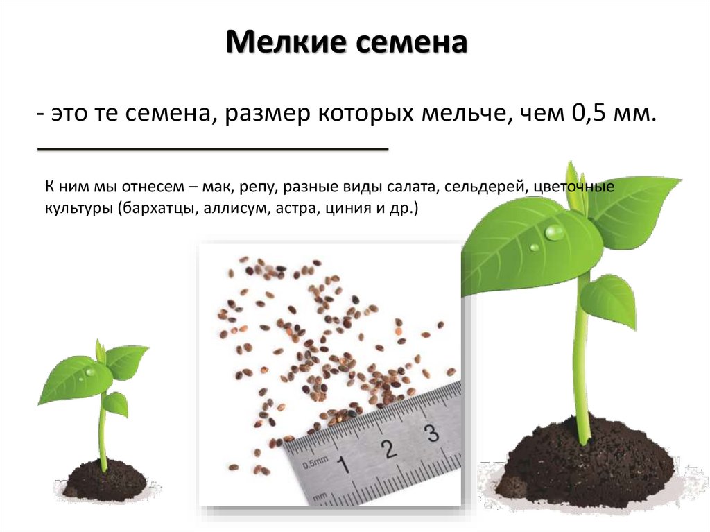 Проект ступеньки жизни история жизни фасолевого семечка