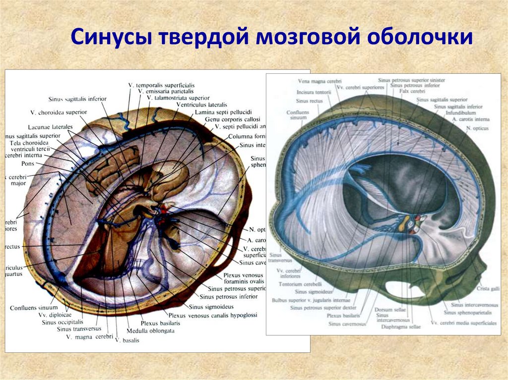 Синус оболочки мозга. Мозговые синусы твердой мозговой оболочки. Сигмовидный синус твердой мозговой оболочки. Синусы твердой оболочки медунивер. Синусы твердой мозговой оболочки (Sinus durae matris encephali) по в.в. Квашуку (2002):.