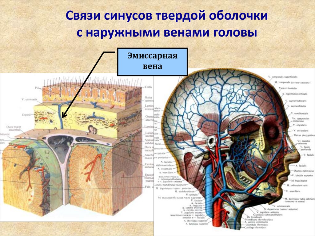 Синусы вен. Эмиссарные вены соединяют синусы твердой мозговой оболочки с.