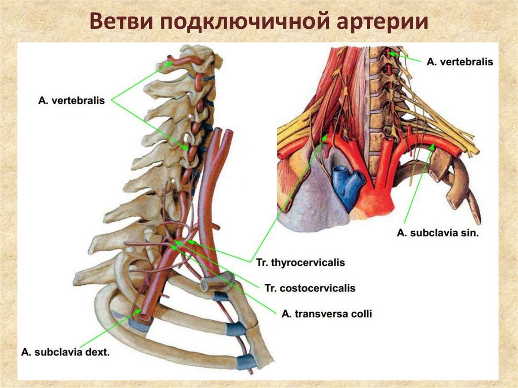 Подключичная артерия схема ветвей