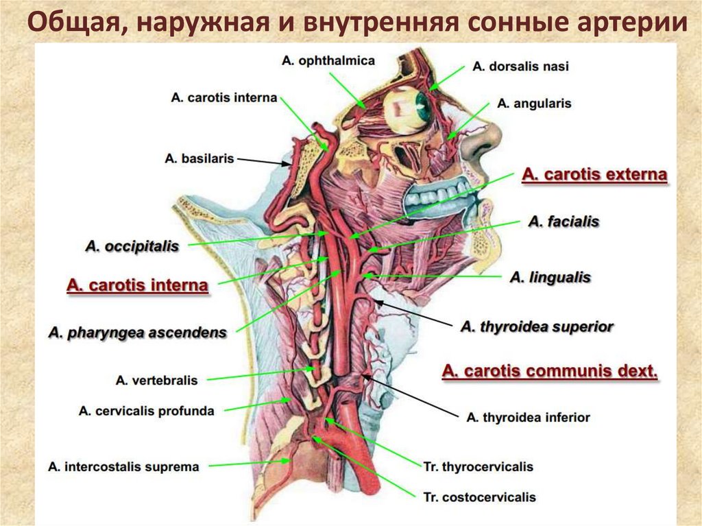 Внутренняя сонная артерия анатомия презентация