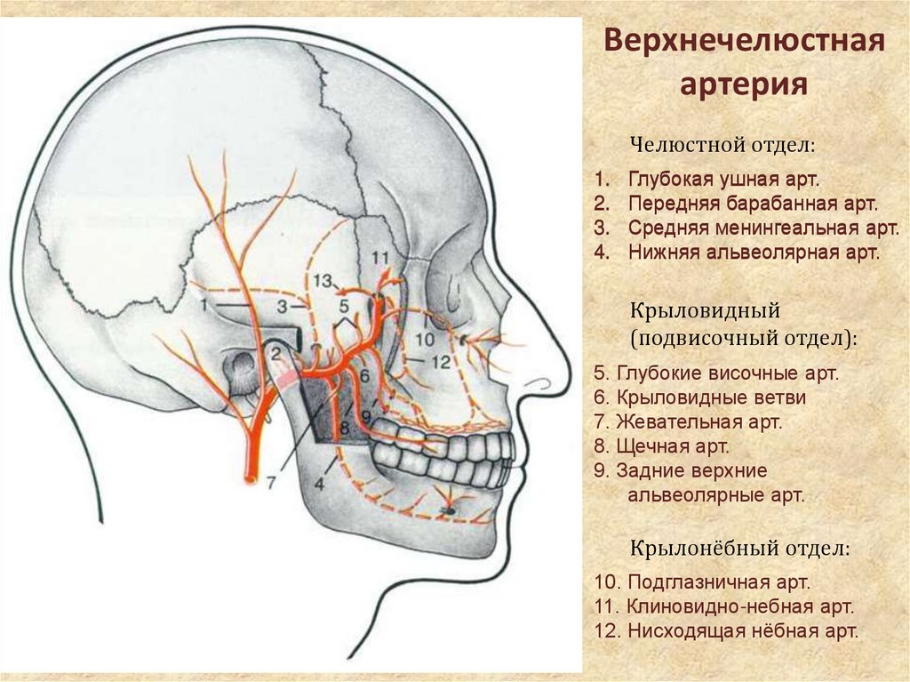 Arteria maxillaris схема