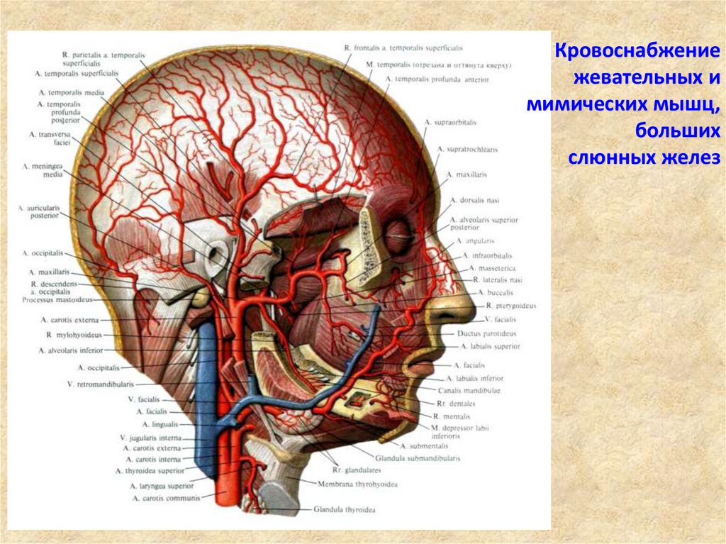 Органы головы человека