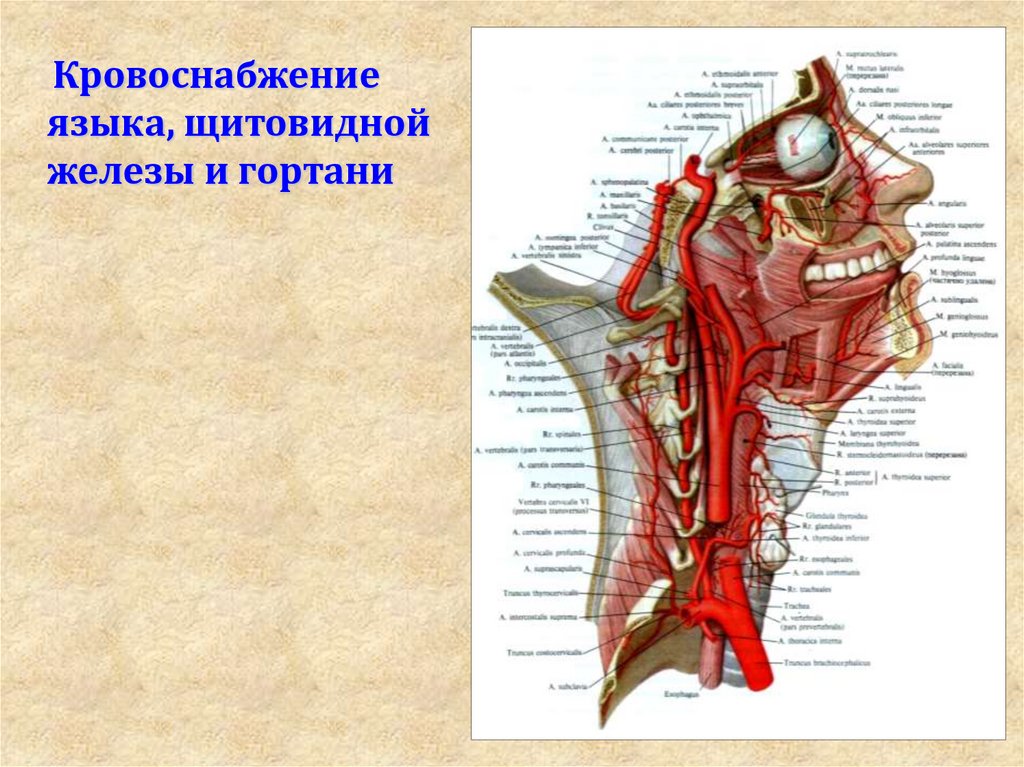 Кровоснабжение. Восходящая небная артерия анатомия. Миндаликовая ветвь лицевой артерии. Восходящая глоточная артерия кровоснабжает. Угловой артерией (a. angularis)..