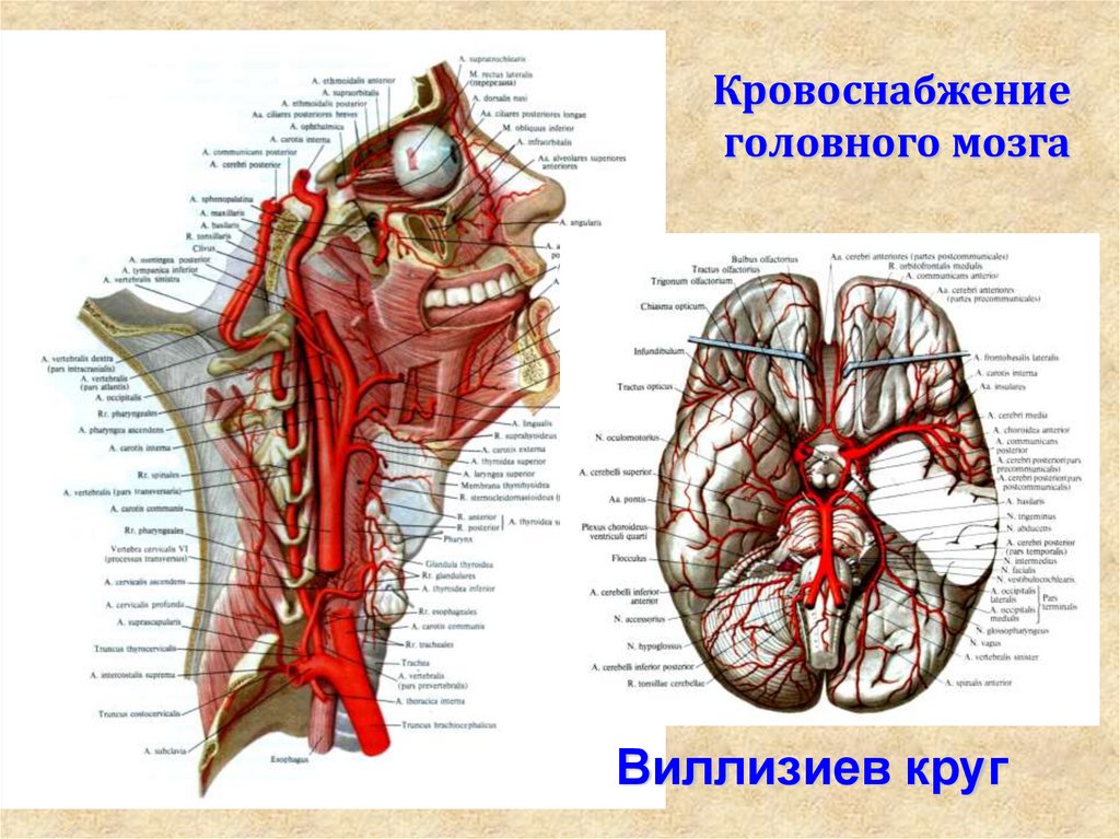 Кровообращение головы