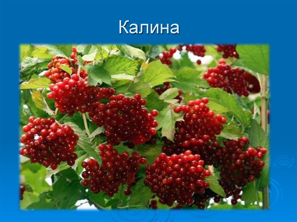 Фон для презентации калина