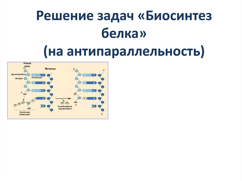 Задачи на биосинтез егэ биология 2024. Задания на Биосинтез белка. Биосинтез белка ЕГЭ презентация. Биосинтез белка ЕГЭ биология. Задачи на Биосинтез белка ЕГЭ.