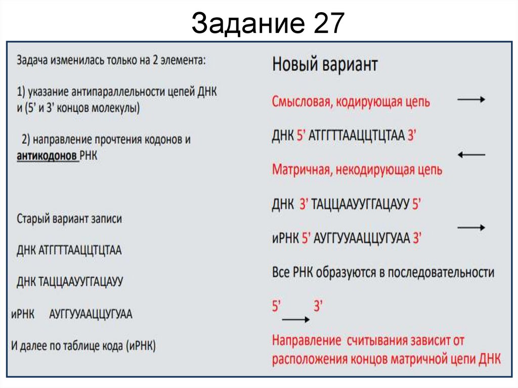 Задачи на биосинтез белка егэ 2023