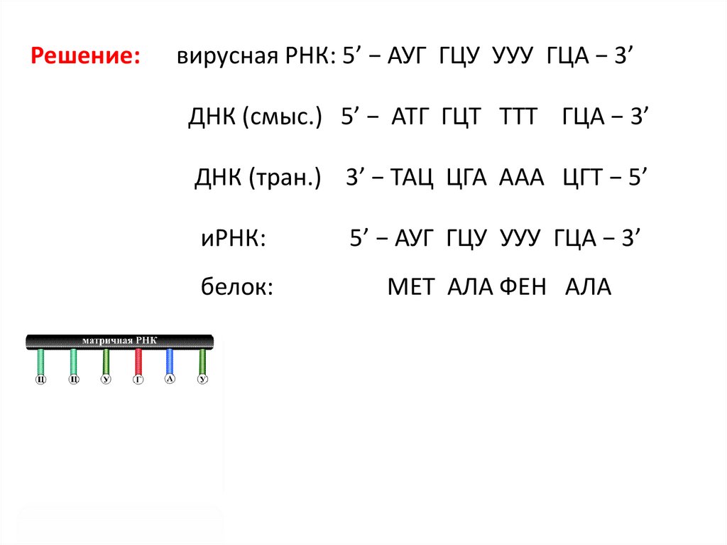 Концы днк и рнк. Вирусная РНК задачи. Задачи на Синтез белка ЕГЭ биология. Задачи по ДНК И РНК. Задачи на - РНК И + РНК.