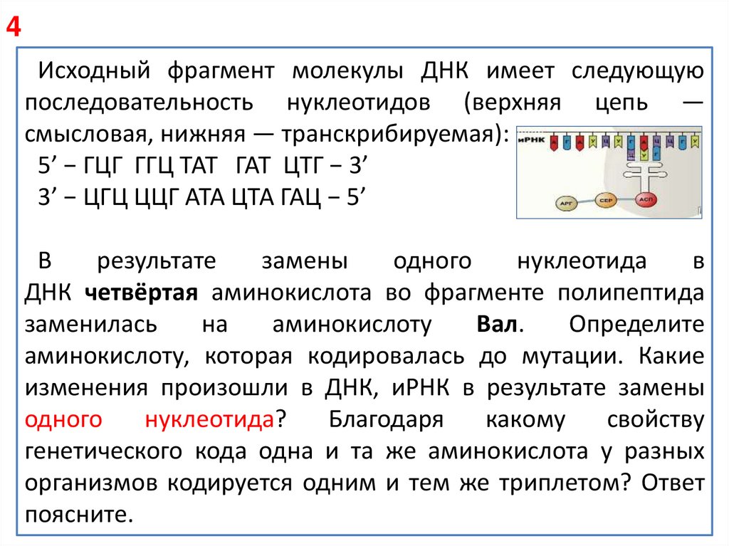 Задачи на биосинтез белка егэ 2023