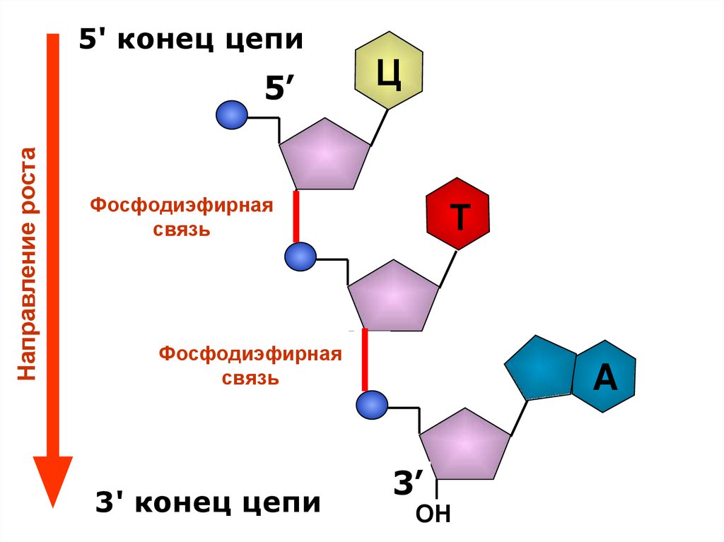 Белок егэ