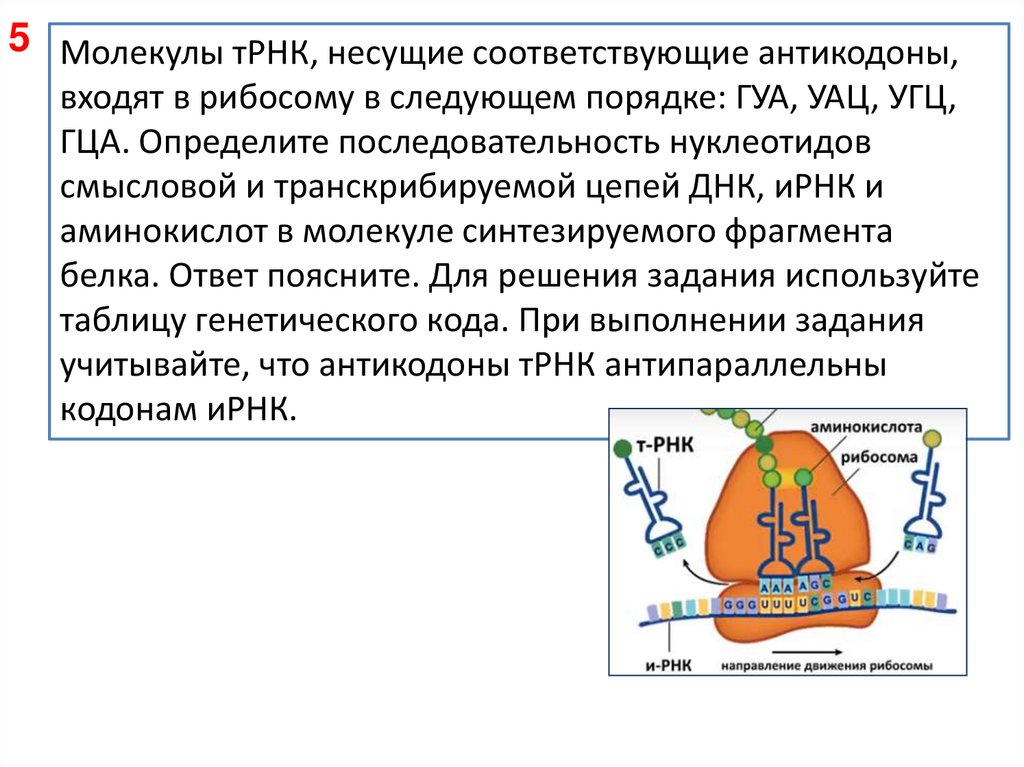 Днк содержит антикодон