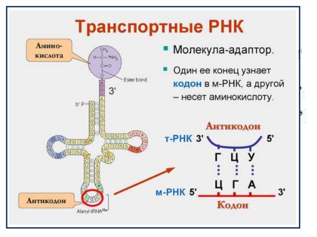 Синтез начинается с 3 конца. Строение транспортной РНК биохимия. Синтез ТРНК схема. ДНК РНК ИРНК ТРНК таблица. Прикрепление аминокислоты к ТРНК.