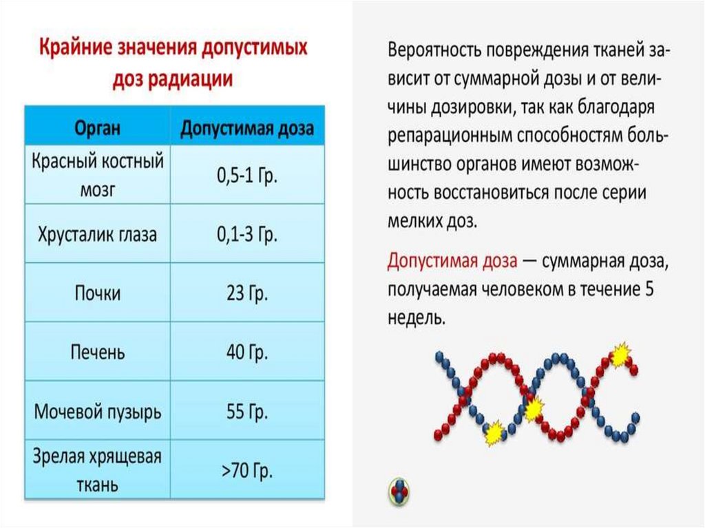 Влияние радиоактивных излучений на живые организмы презентация