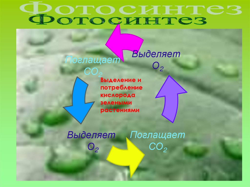 Какие организмы выделяют кислород. Выделение и потребление кислорода зелеными растениями. Кислород зеленый. Какие растения выделяют кислород. Заключение по теме кислород.