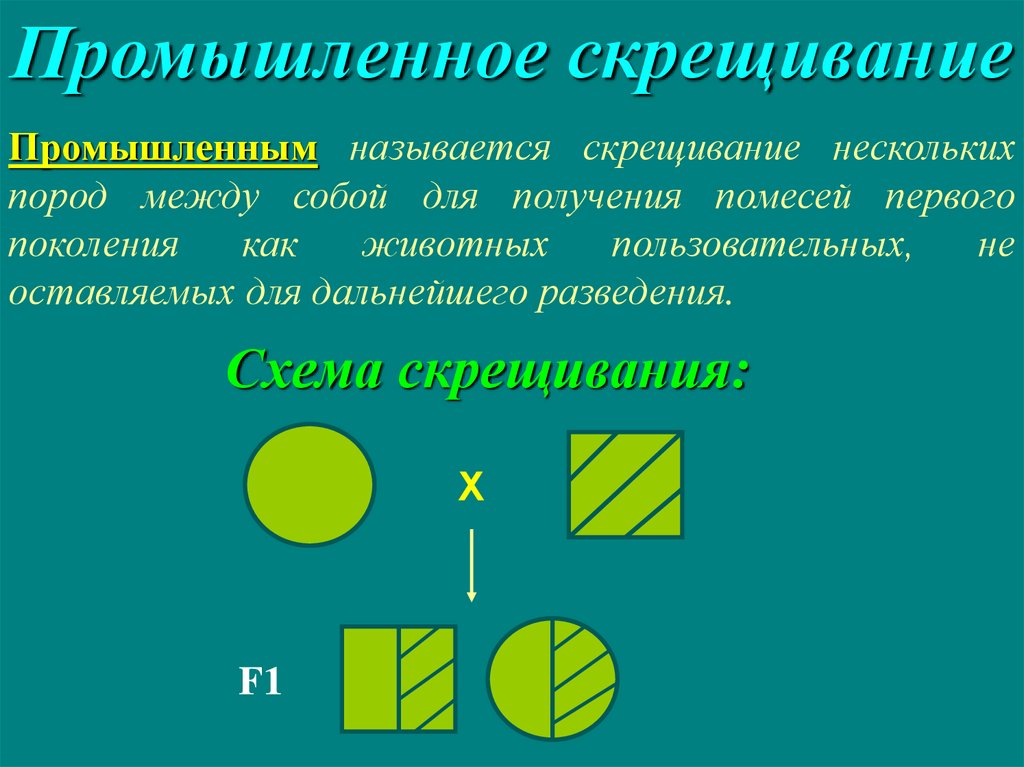 Возвратное скрещивание схема