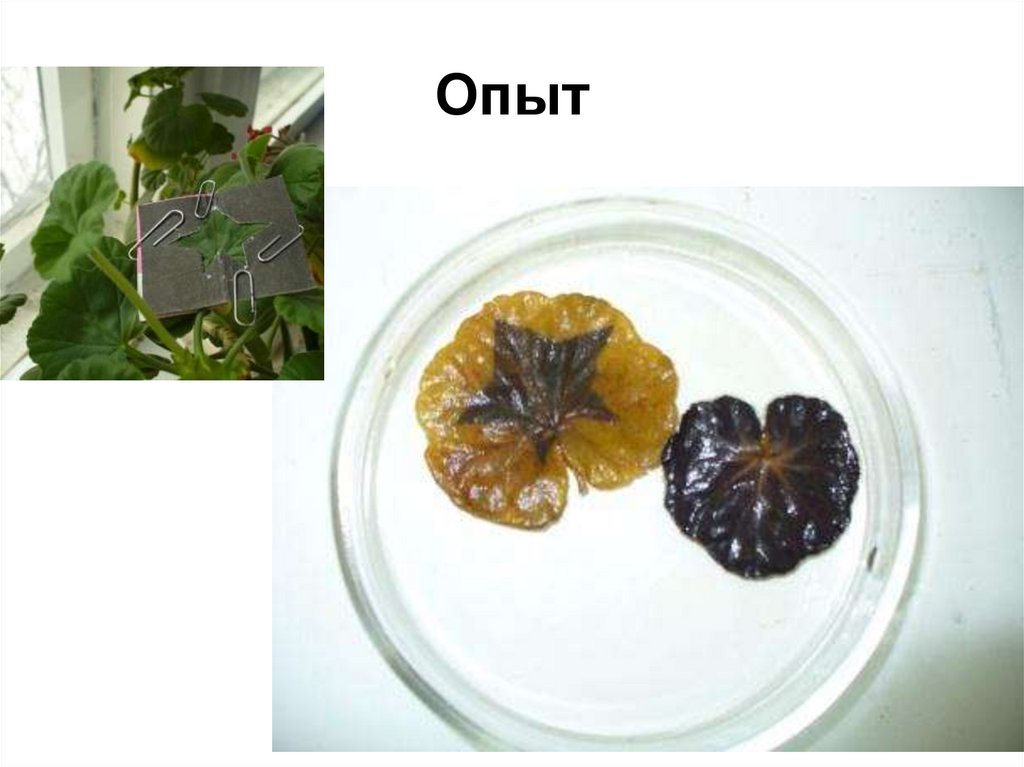 Опыт доказывающий образование крахмала в листьях. Опыт с геранью 6 класс биология. Образование крахмала в листьях на свету опыт. Опыт обнаружение крахмала в листьях. Образование крахмала в листьях растения опыт.