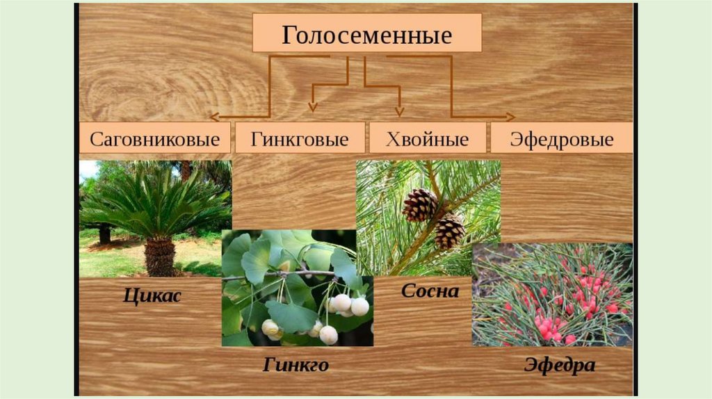 К голосеменным относятся растения. Хвойные Гинкговые Гнетовые Саговниковые. Таблица Голосеменные Саговниковые Гинкговые. Саговниковые Голосеменные растения. Таблица Гнетовые Гинкговые хвойные.