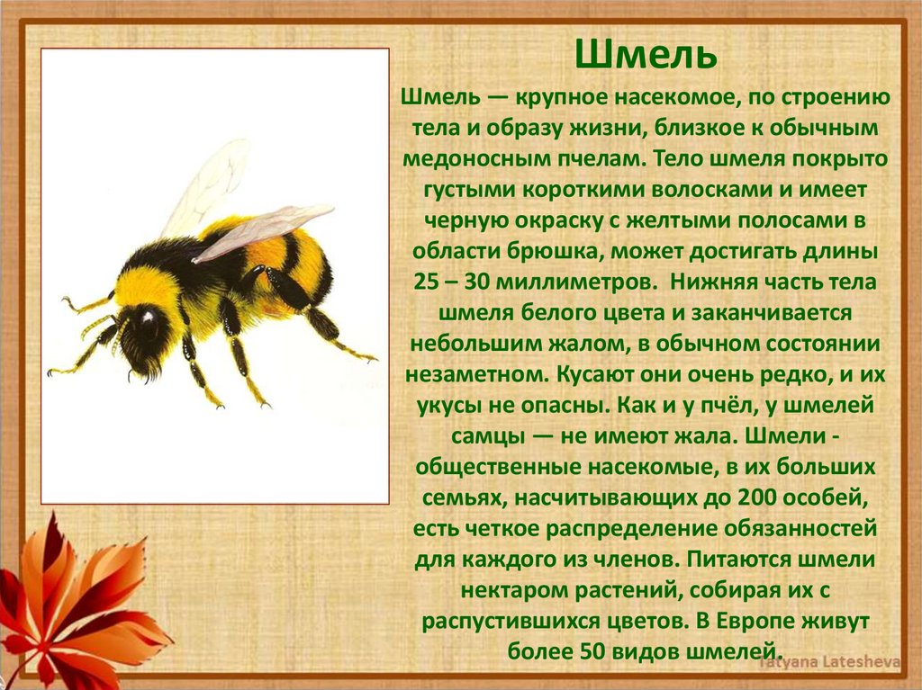 Пчелы относятся к насекомым. Общественные насекомые. Все насекомые Шестиногие верно. Объясните почему муравьёв и пчёл относят к общественным насекомым. Существуют Шестиногие кошки?.