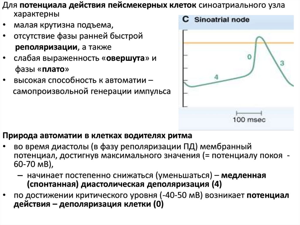 Схема потенциала действия