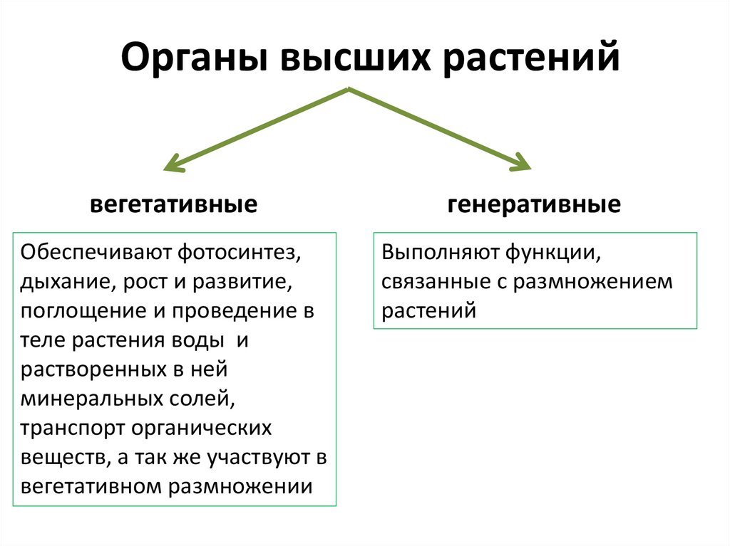 Органы высших растений