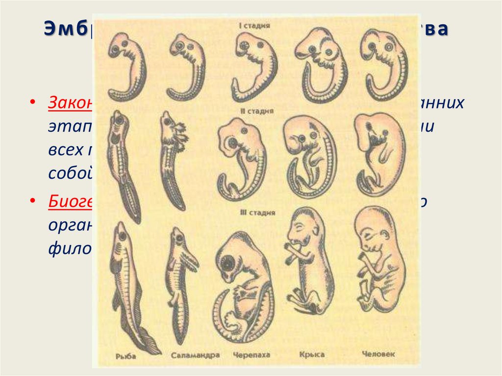 Эмбриологическая карта расшифровка