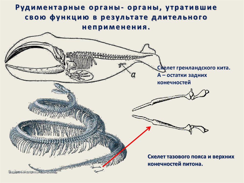 Рудимент у питона. Скелет кита рудименты. Рудиментарные задние конечности питона. Скелет змеи строение конечности. Рудиментарные кости задних конечностей.