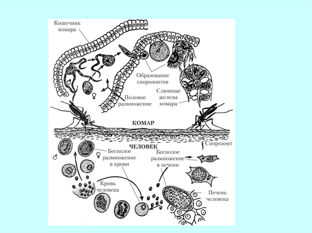 Хозяев в цикле развития малярийного плазмодия. Жизненный цикл малярийного плазмодия схема. Жизненный цикл малярийного плазмодия схема ЕГЭ. Схема цикла развития плазмодия. Цикл развития малярийного плазмодия схема.
