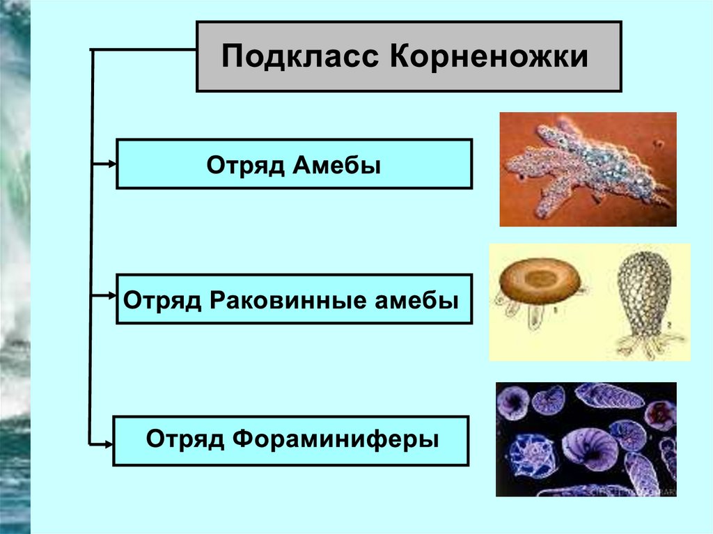 Признаки характерные для животных подцарство простейшие