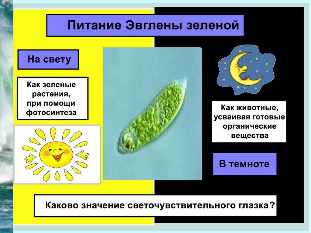 Отличительный признак простейших