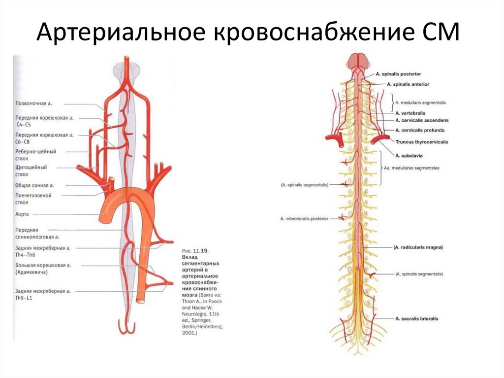 Удаление спинного мозга