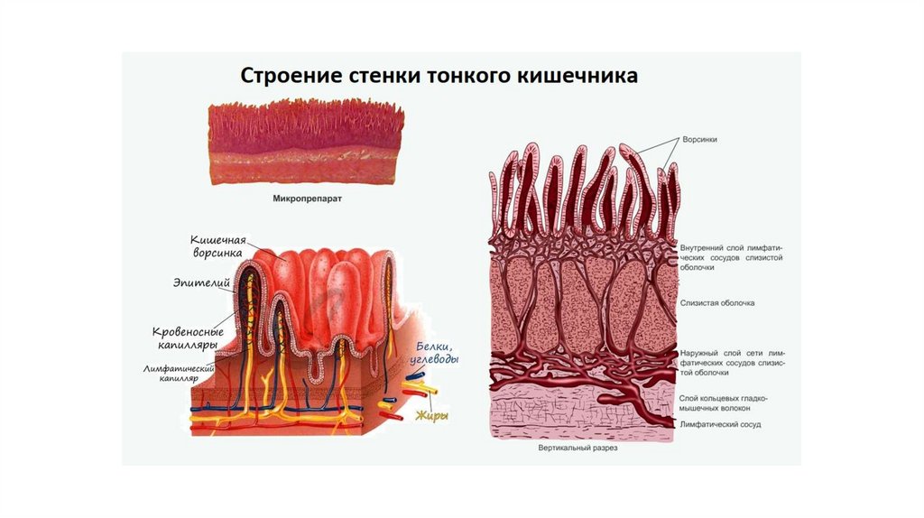 Белки всасываются в тонком кишечнике