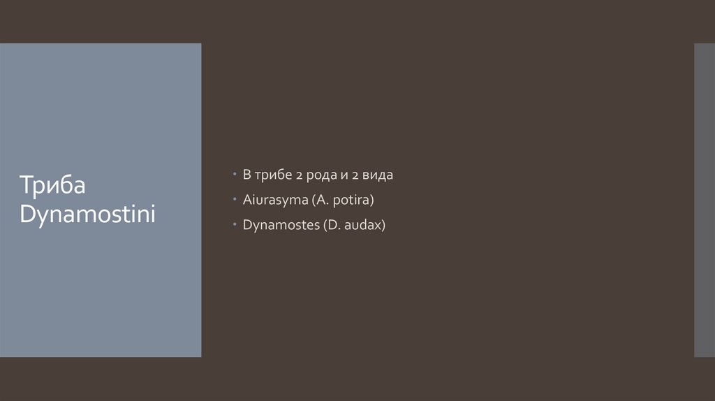 Триба Dynamostini