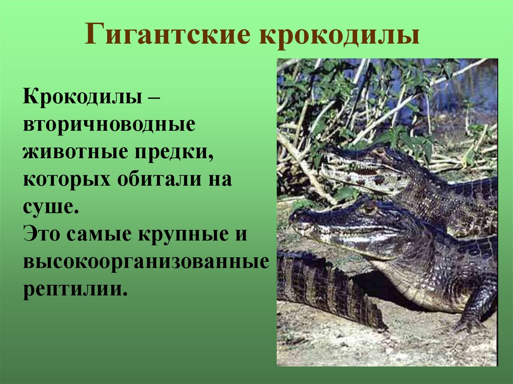 Пресмыкающиеся господствовали. Крокодилы это земноводные или пресмыкающиеся. Вторичноводные животные. Интересный материал про пресмыкающихся. Интересные факты о пресмыкающихся.