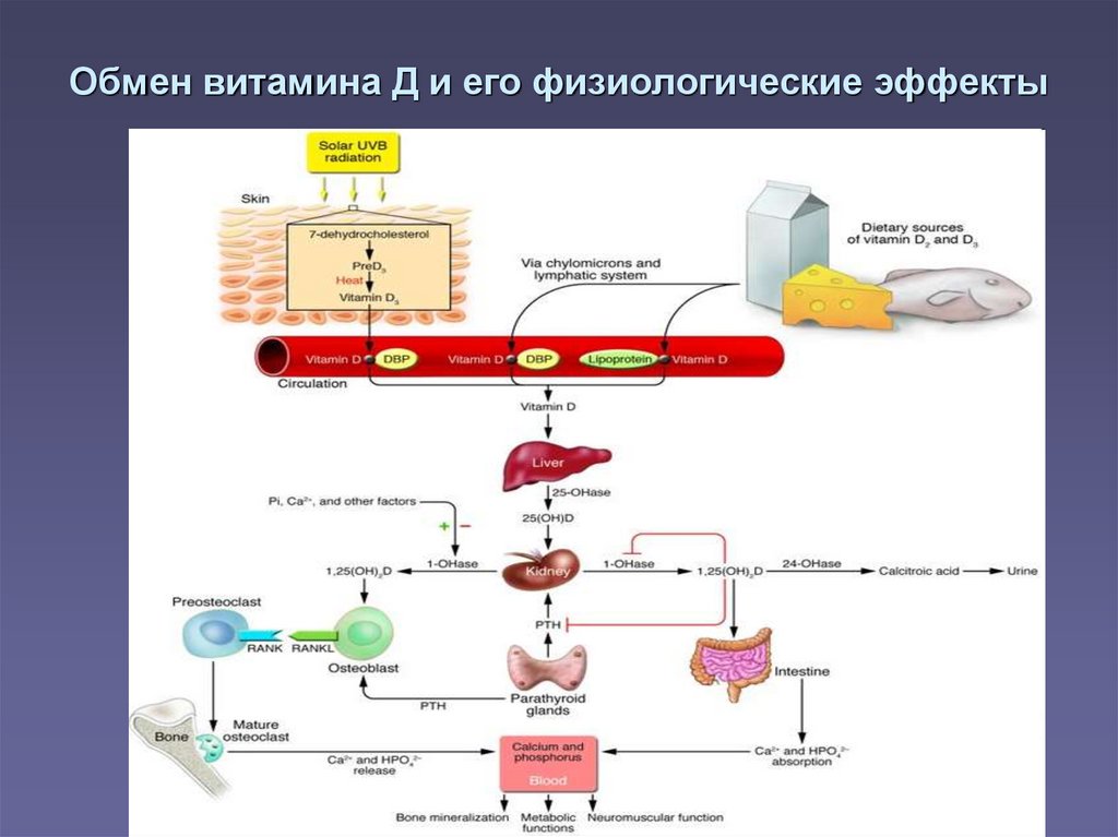 Обмен витаминов