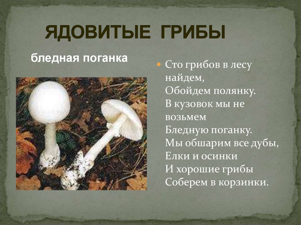 Подготовить сообщение о любых ядовитых грибах. Бледная поганка гриб. Ядовитый Лесной гриб бледная поганка. Ядовитые грибы мухомор поганка. Бледная поганка группа грибов.