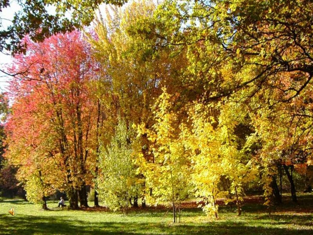 Пестрая стена леса. Осенний лес над светлою поляной. Осенний лес лиловый золотой багряный над поляной. Пестрою. Елки осенью лиловый золотой багряный.