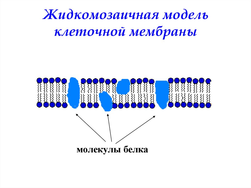 Модель мембраны клетки. Модель клеточной мембраны. Молекулы белков в клеточной мембране. Мембраны молекулы клетки. Жидкомозаичная модель.