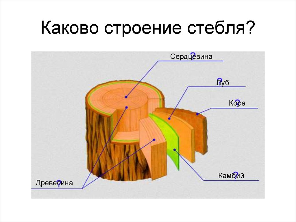 Строение стебля картинка