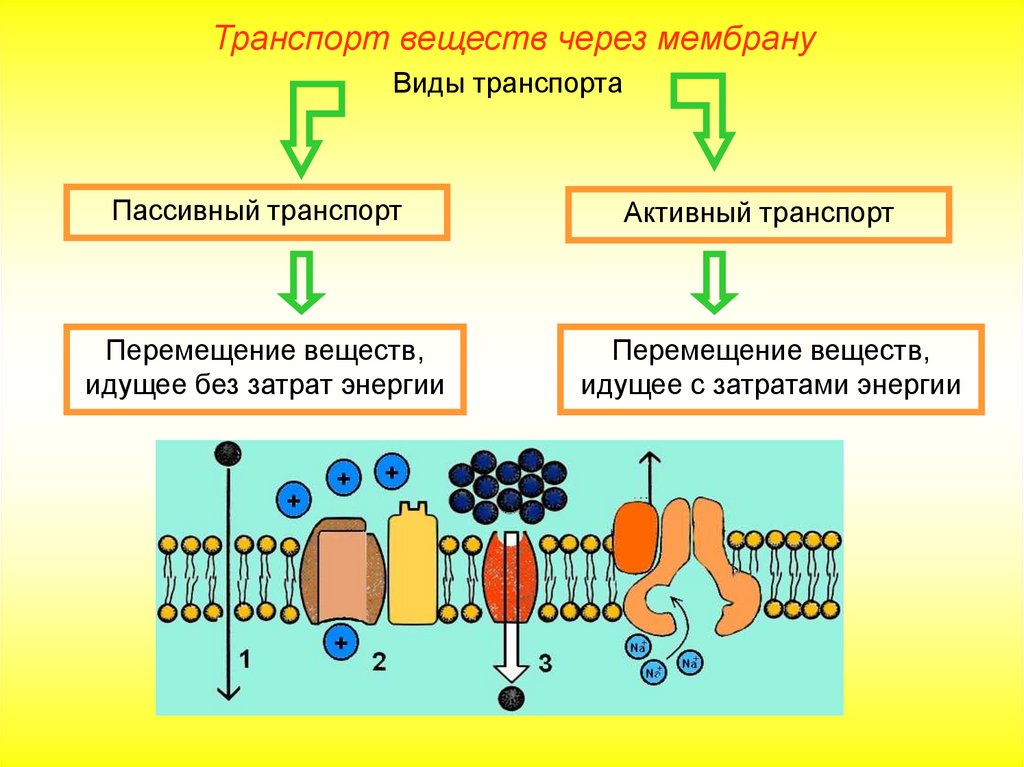 Каким номером на рисунке обозначена структура отвечающая за транспорт веществ