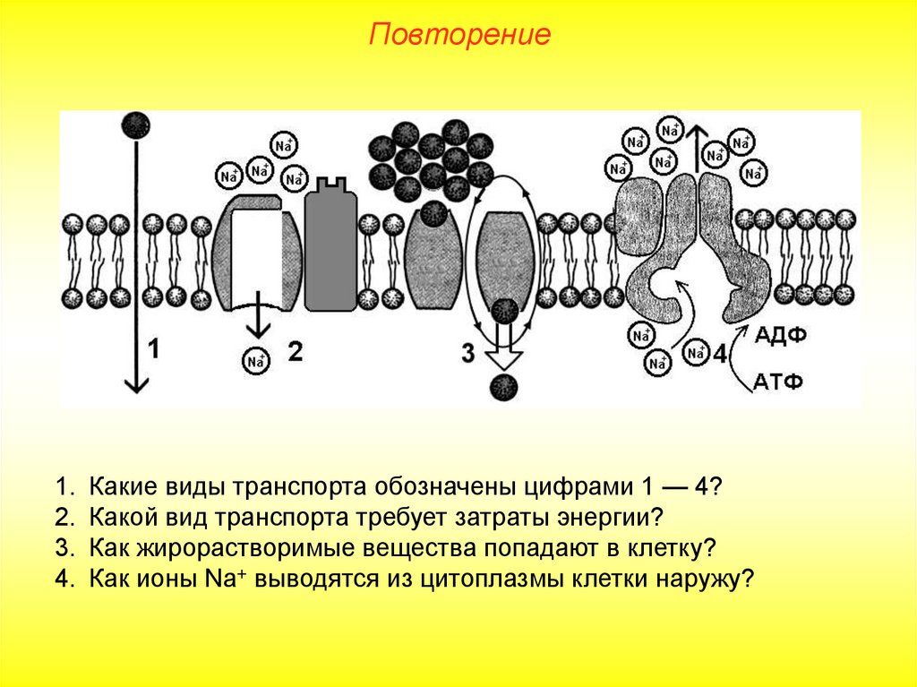 Какой цифрой на рисунке обозначена мембрана. Транспорт веществ через клетку. Транспорт через клеточную мембрану. Типы транспорта веществ в клетку. Типы транспорта в клетке.