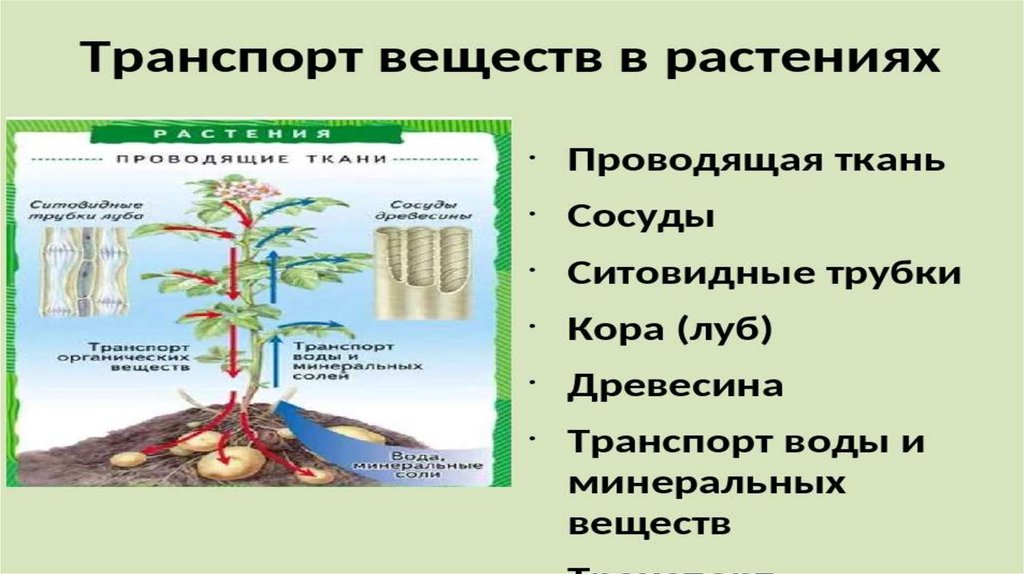 Транспорт веществ у растений значение