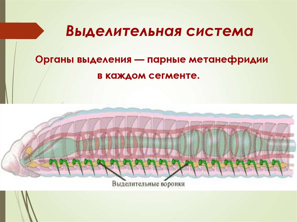 Органы выделительной системы червя. Кольчатые черви выделительная система. Выделительная система кольчатых червей. Нервная система ленточных червей. Кровеносная система кольчатых членистоногих.